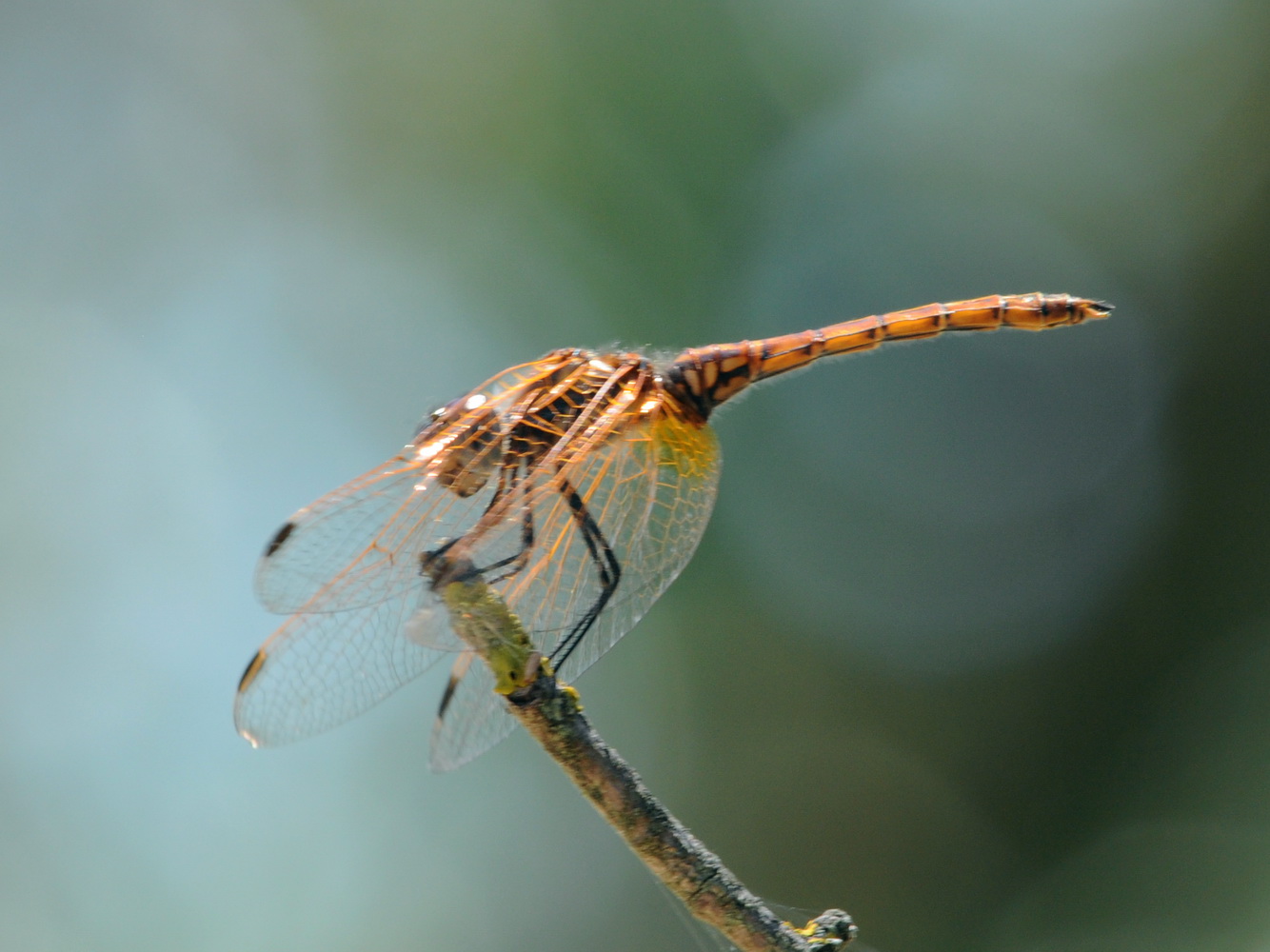 Enallagma cyathigerum, Trithemis annulata e Crocothemis erythraea